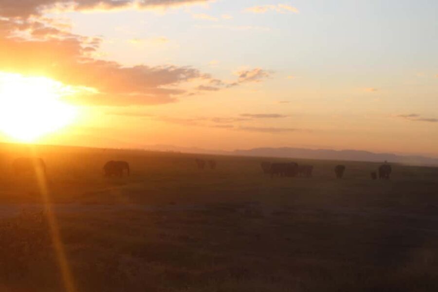 Kenyan Splendor: A 10-Day Safari - The Value of This Safari