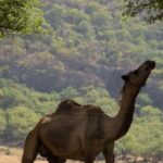 Khareef Salalah - Wadi Derbat and Mountains Full Day - Who Should Consider This Tour?