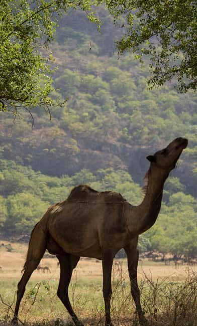 Khareef Salalah - Wadi Derbat and Mountains Full Day - Who Should Consider This Tour?