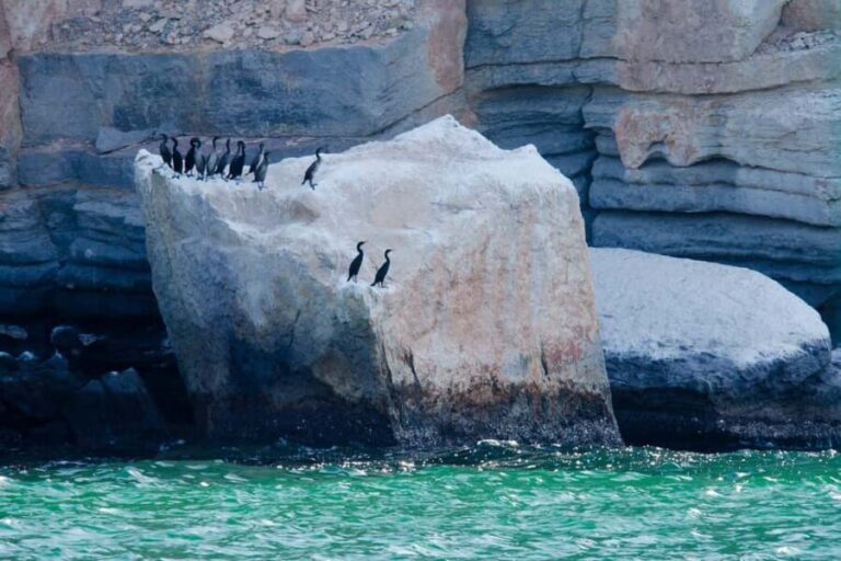 Khasab Musandam |Telegraph Island |Dhow Cruise | Dolphins - Who Will Enjoy This Tour?