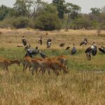 Khwai & Moremi: Safari tour with game drives & boat cruise - Why This Safari Offers Great Value