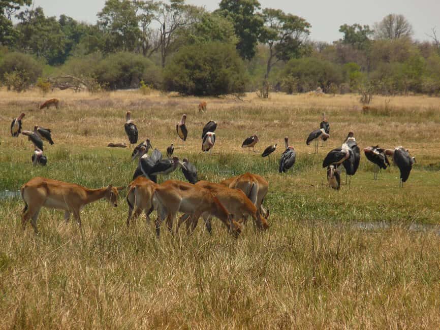 Khwai & Moremi: Safari tour with game drives & boat cruise - Why This Safari Offers Great Value