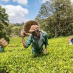 Kiambethu Tea Farm Tour (All Inclusive) - Convenient Location and Transportation
