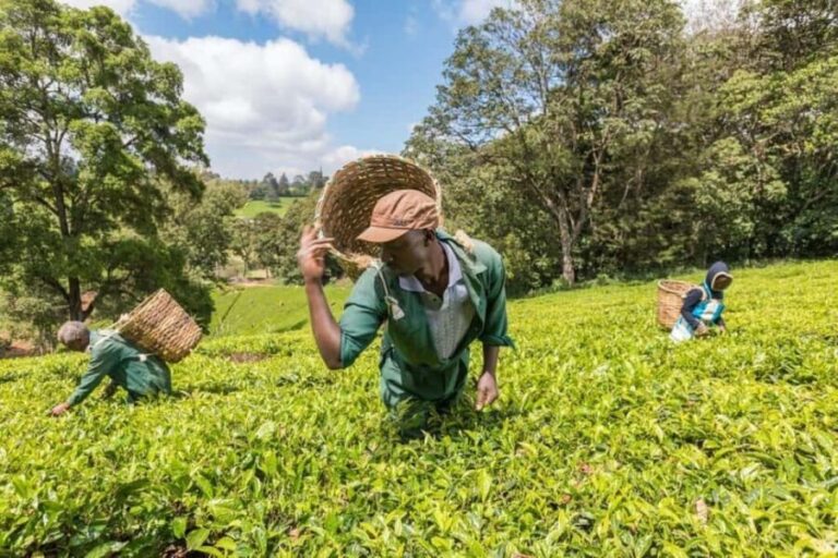Kiambethu Tea Farm Tour (All Inclusive) - Convenient Location and Transportation