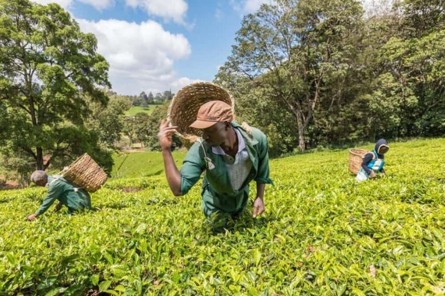 Kiambethu Tea Farm Tour (All Inclusive) - Convenient Location and Transportation
