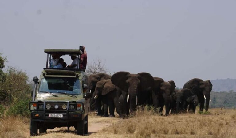 Kigali: 3-Day Akagera National Park Safari with Boat Cruise - The Details: What’s Included and What’s Not