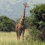 Kigali: Akagera National Park Full-Day Safari - What’s Included and What You Should Budget For