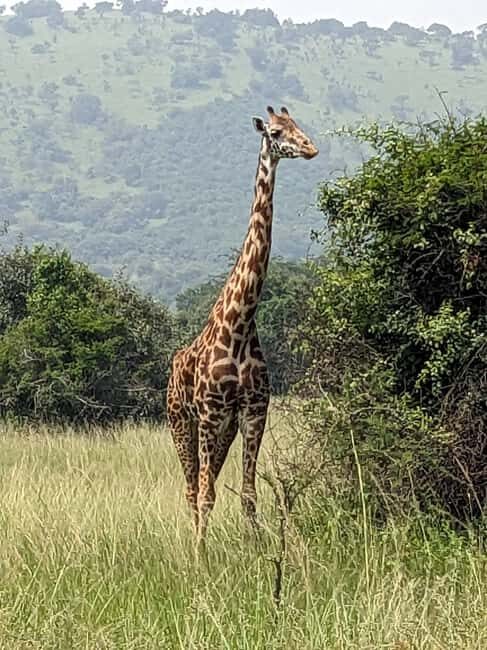 Kigali: Akagera National Park Full-Day Safari - What’s Included and What You Should Budget For