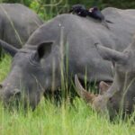 Kigali: Akagera National Park Safari Day Trip - Final Thoughts: Is This Tour Worth It?