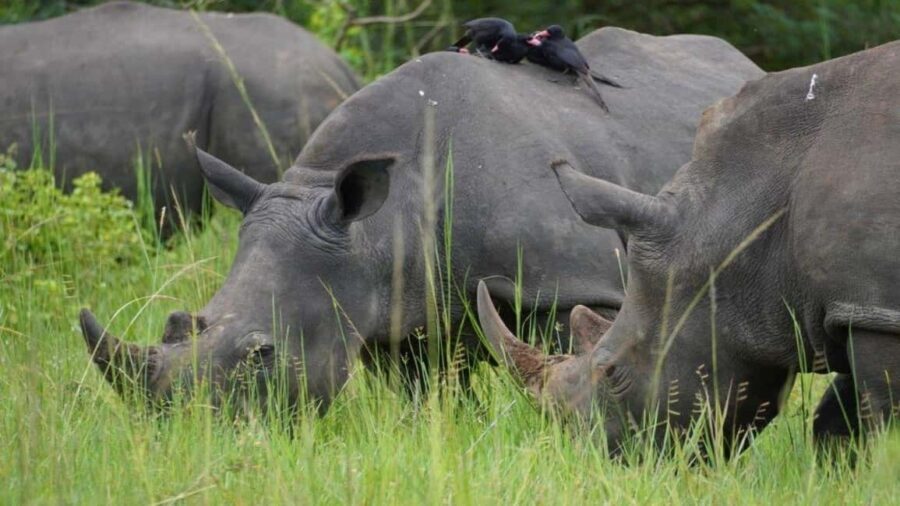 Kigali: Akagera National Park Safari Day Trip - Final Thoughts: Is This Tour Worth It?
