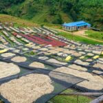 Kigali: Coffee Tour Experience with Private Transfers - The Practicalities: What You Need to Know