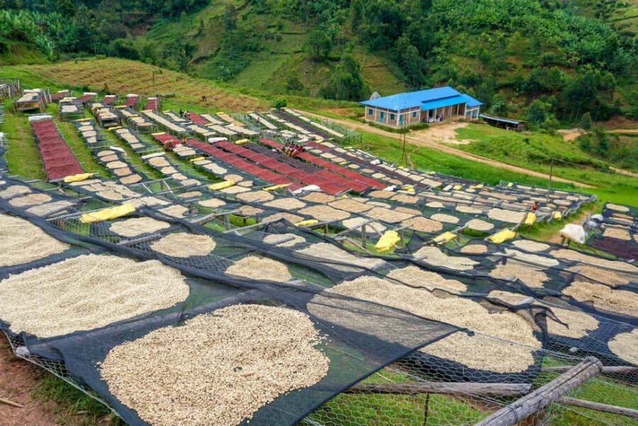 Kigali: Coffee Tour Experience with Private Transfers - The Practicalities: What You Need to Know