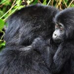 Kigali: Gorilla Trekking in Volcanoes National Park - Whats Included & Whats Not