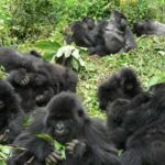Kigali: Gorilla Trekking in Volcanoes National Park - What Makes this Tour Stand Out?