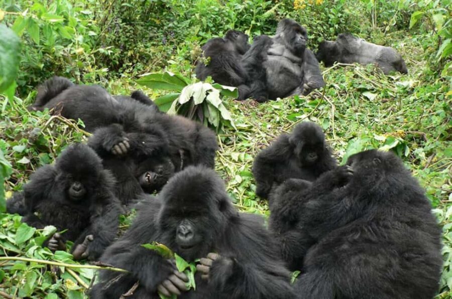 Kigali: Gorilla Trekking in Volcanoes National Park - What Makes this Tour Stand Out?