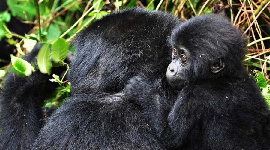 Kigali: Gorilla Trekking in Volcanoes National Park - Whats Included & Whats Not