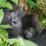 Kigali: Rwanda Gorilla Tracking in Volcanoes National Park - Practical Tips for Making the Most of Your Tour
