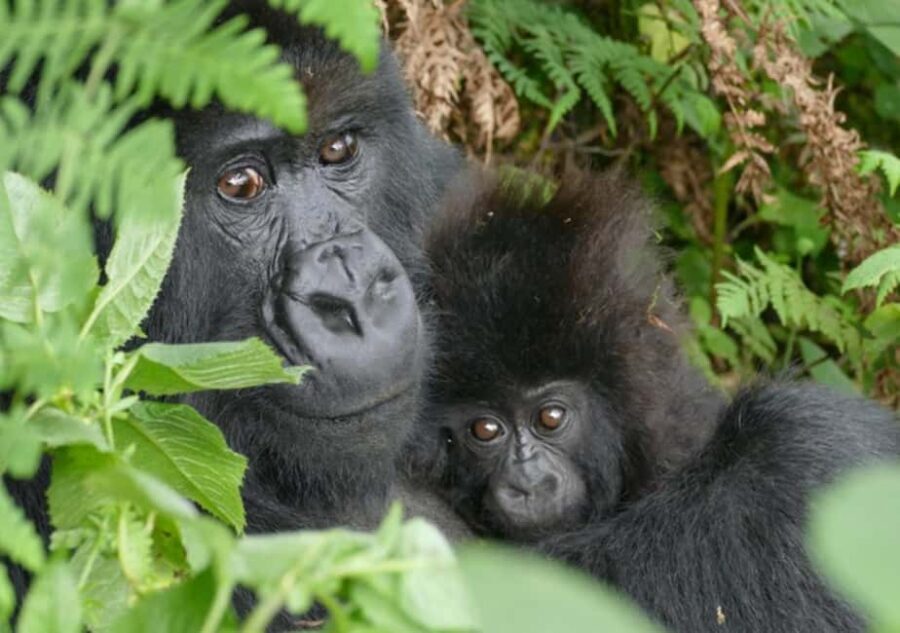 Kigali: Rwanda Gorilla Tracking in Volcanoes National Park - Practical Tips for Making the Most of Your Tour