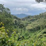 Kigali:1 Day Nyungwe Canopy Walk & Waterfall Tour adventure - What’s Included and What’s Not