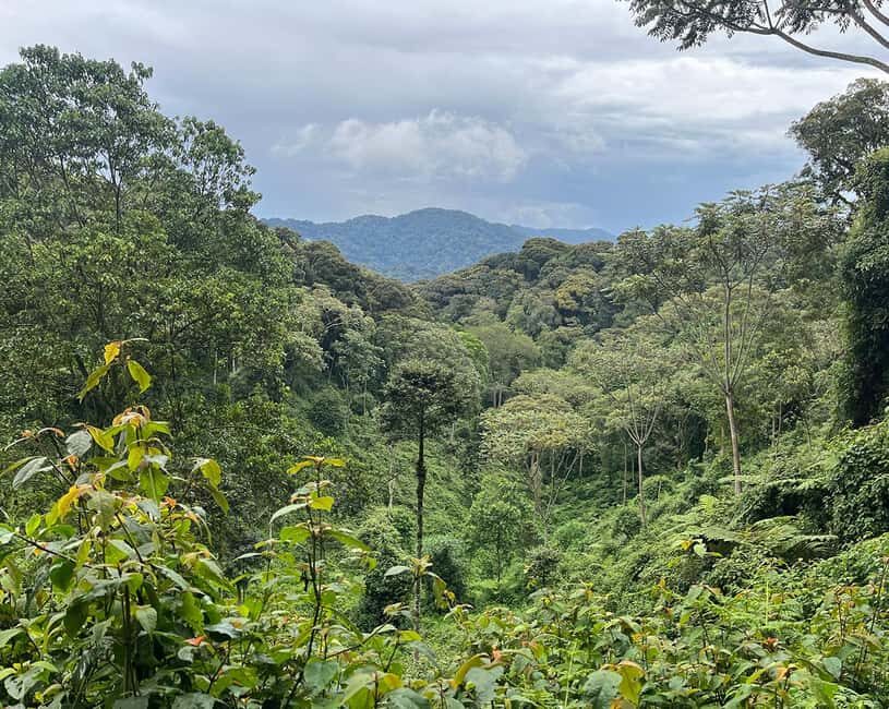 Kigali:1 Day Nyungwe Canopy Walk & Waterfall Tour adventure - What’s Included and What’s Not