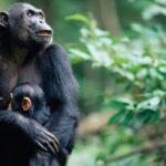 KIGOMA: Chimpanzees trekking Day Trip in Gombe national park - What’s Included and What to Consider