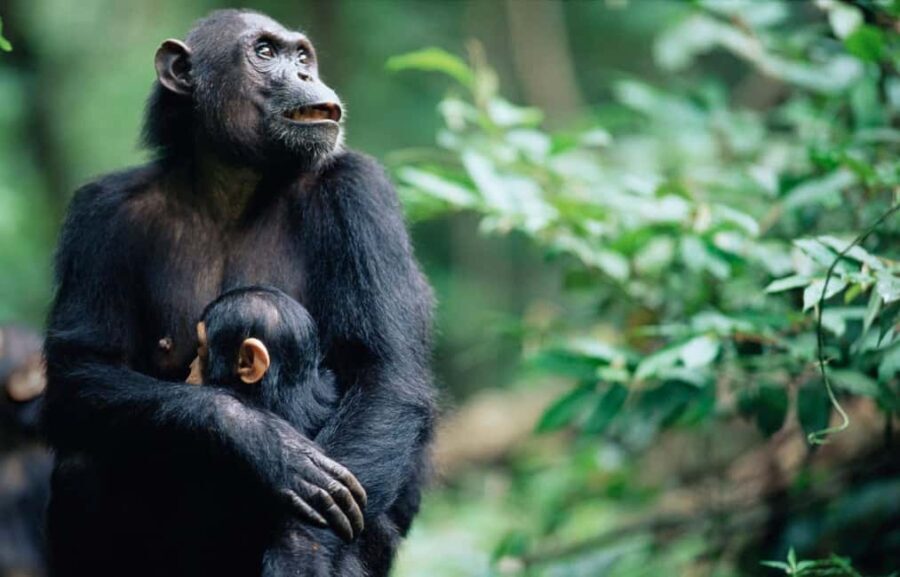 KIGOMA: Chimpanzees trekking Day Trip in Gombe national park - What’s Included and What to Consider