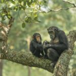 Kigoma: Gombe National Park Day Trip with Chimpanzee Trek - Exploring Gombe’s Forests and Wildlife