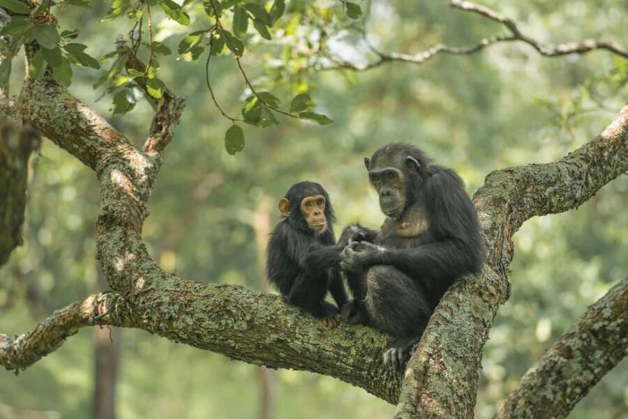 Kigoma: Gombe National Park Day Trip with Chimpanzee Trek - Exploring Gombe’s Forests and Wildlife