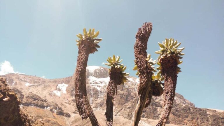 Kilimanjaro: 7-Day Kilimanjaro Umbwe Route Guided Trek - The Itinerary Breakdown