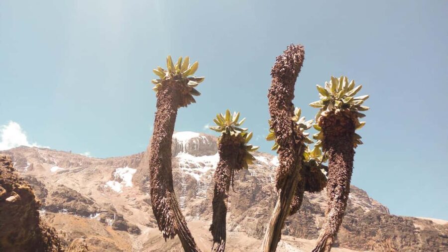 Kilimanjaro: 7-Day Kilimanjaro Umbwe Route Guided Trek - The Itinerary Breakdown