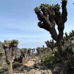 Kilimanjaro: Marangu Route 5-Day Trek - Whats Included and What Requires Extra Planning