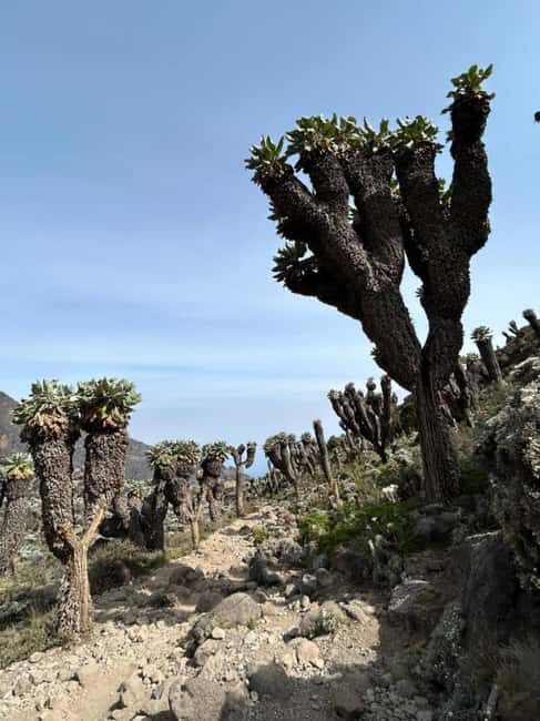 Kilimanjaro: Marangu Route 5-Day Trek - Whats Included and What Requires Extra Planning