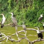 Kilimanjaro: Village Walk, Coffee Tour, Waterfall, & Lunch - Practical Details & Value