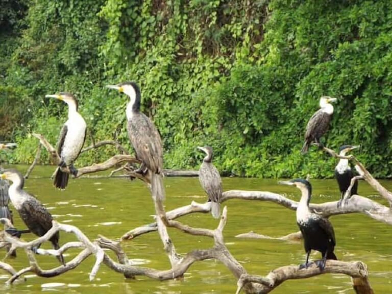 Kilimanjaro: Village Walk, Coffee Tour, Waterfall, & Lunch - Practical Details & Value