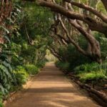 Kirstenbosch Botanical Garden and Constantia Wine Region - FAQ
