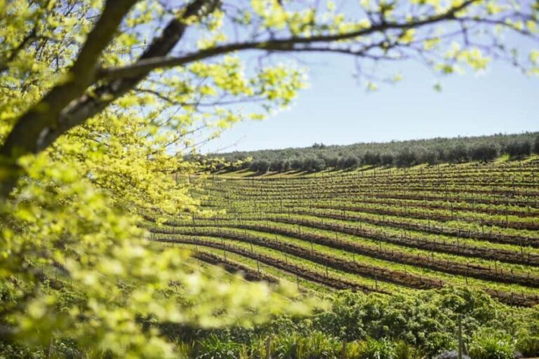 Kirstenbosch Botanical Garden & Constantia Wine Valley Tour - A Closer Look at the Itinerary