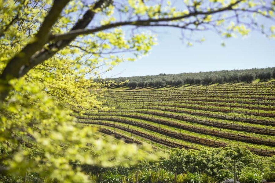 Kirstenbosch Botanical Garden & Constantia Wine Valley Tour - A Closer Look at the Itinerary