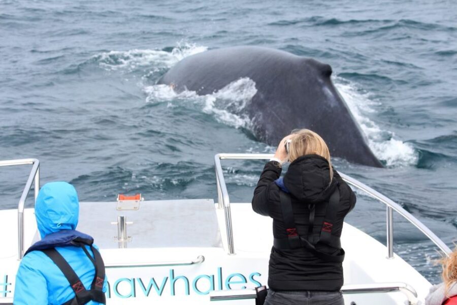 Knysna: Close Encounter Whale Watching Tour by Boat - Navigating the Knysna Heads