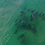 Knysna: Marine Life & Garden Route Coastline Tour - The Experience in Detail