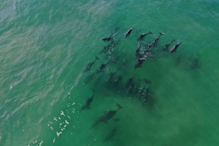 Knysna: Marine Life & Garden Route Coastline Tour - The Experience in Detail