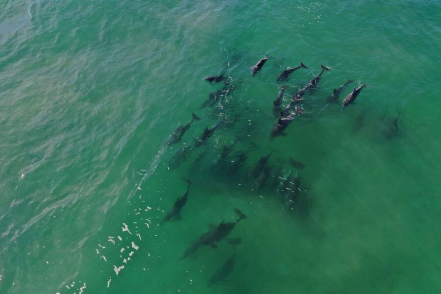 Knysna: Marine Life & Garden Route Coastline Tour - The Experience in Detail