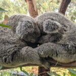 Koala & Kangaroos Experience, Waterfalls and Scenic Train Journey - Practical Details and Tips
