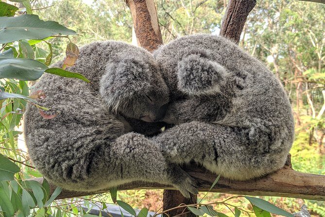 Koala & Kangaroos Experience, Waterfalls and Scenic Train Journey - Practical Details and Tips