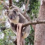 Koalas, Glow Worms & Kangaroos - Nature & Rainforest Walk - What to Expect and What to Bring