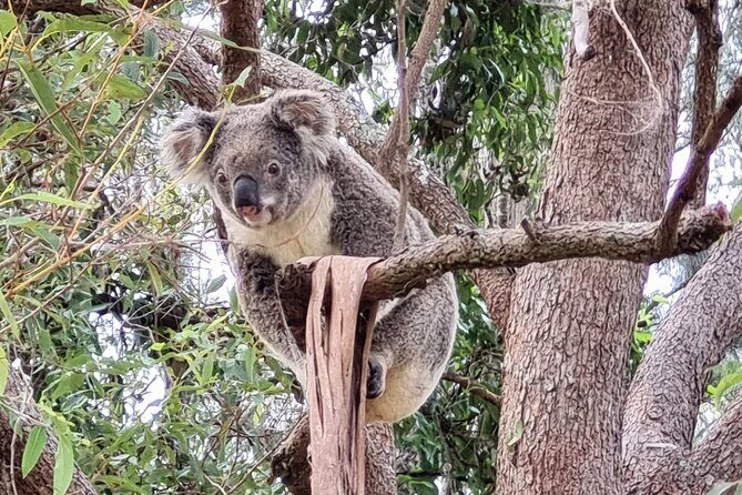 Koalas, Glow Worms & Kangaroos - Nature & Rainforest Walk - What to Expect and What to Bring