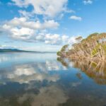 Koalas, Kangaroos and Lyrebirds - Practical Details and Value