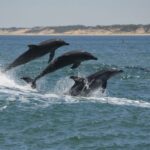 Koombana Bay: Dolphin Eco Cruise - An Honest Look at the Koombana Bay Dolphin Eco Cruise