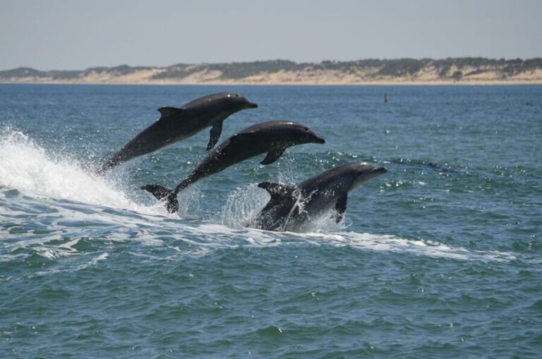 Koombana Bay: Dolphin Eco Cruise - An Honest Look at the Koombana Bay Dolphin Eco Cruise