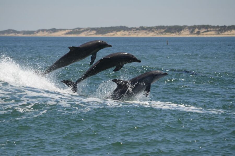 Koombana Bay: Dolphin Eco Cruise - An Honest Look at the Koombana Bay Dolphin Eco Cruise