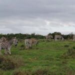 Kragga Kamma Game Park - Exploring Kragga Kamma Game Park: What to Expect